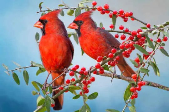 Spiritual Meaning of Seeing a Red Bird