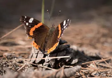 Spiritual Meaning of Pinecone Butterfly