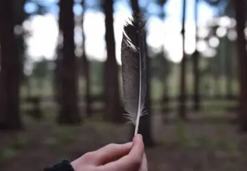 The Spiritual Meaning of Finding a Black Feather