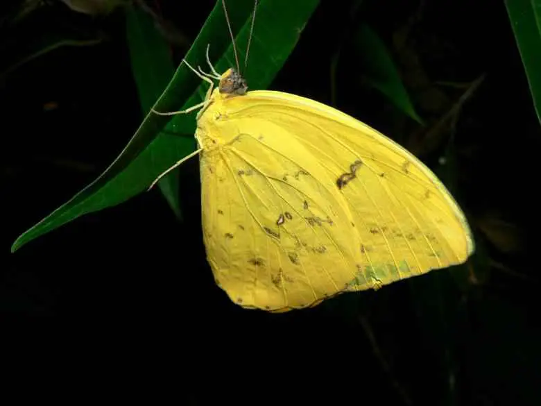 The Spiritual Meaning of Yellow Butterflies