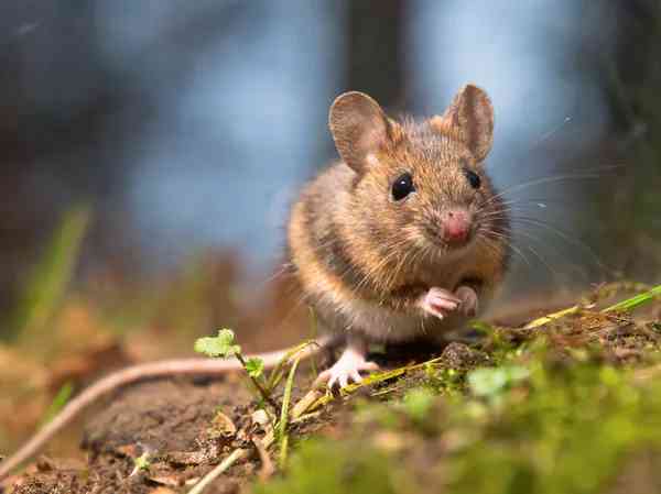 Dream of Mouse Biting Finger: 15 Spiritual Meanings