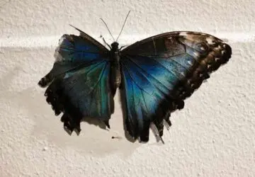 Butterfly with Broken Wing Spiritual Meaning