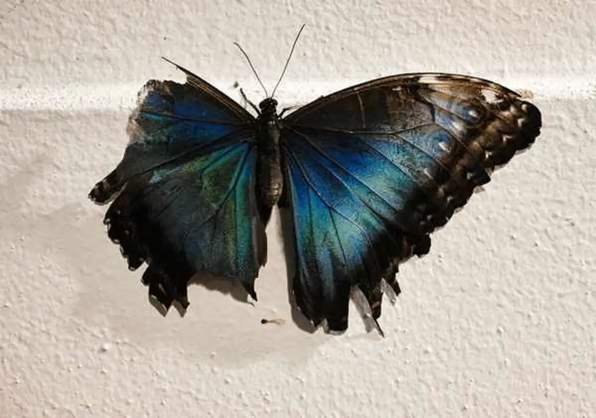Butterfly with Broken Wing Spiritual Meaning